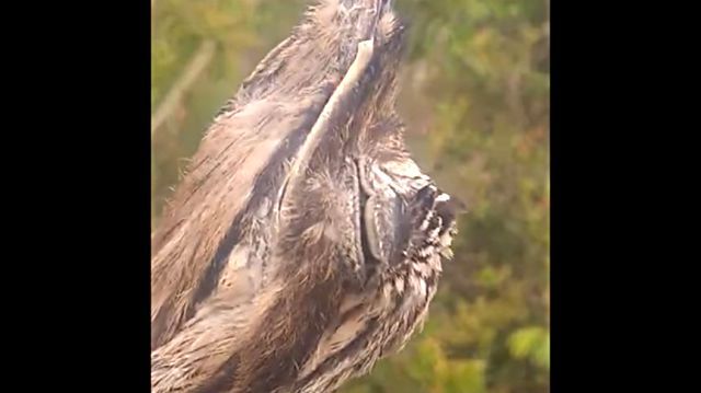 Potoo5