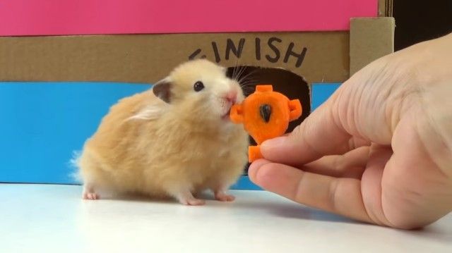 hamstersmaze9_e