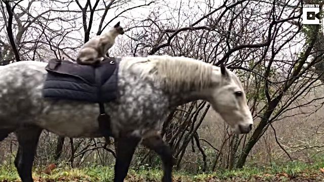 horseridingcat5