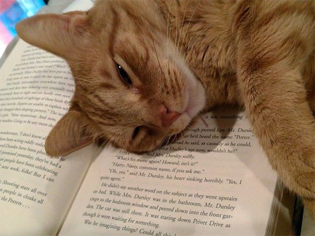 cats-vs-reading4_e