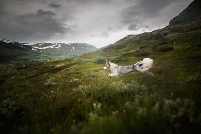 Soulful-Portraits-of-Dogs (12)_e