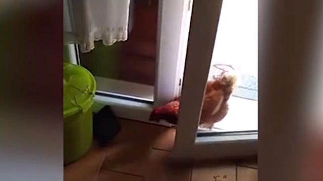 cleverhen3_e