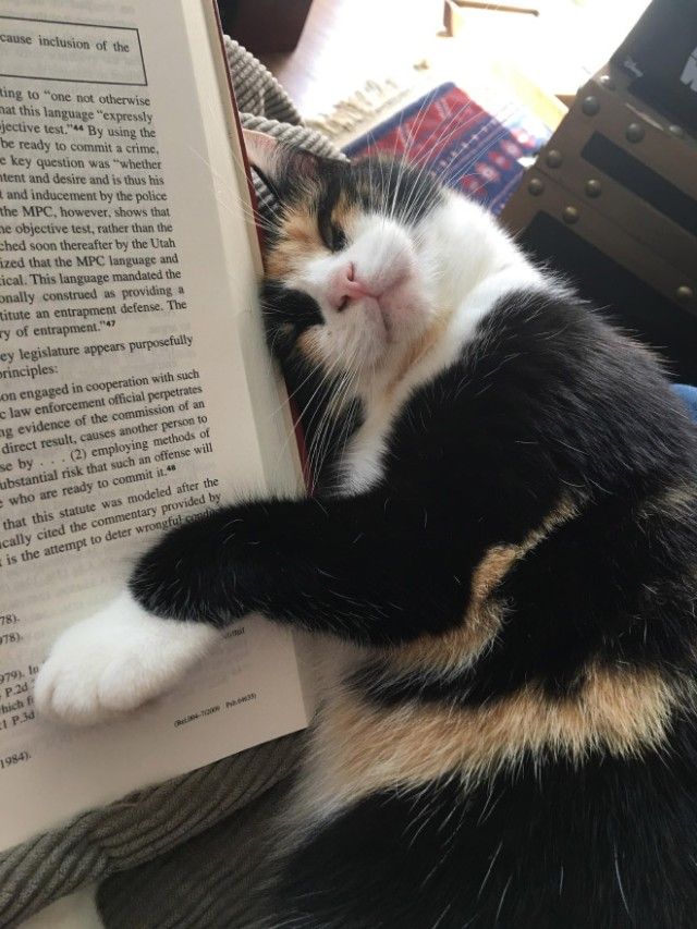 cats-vs-reading10_e