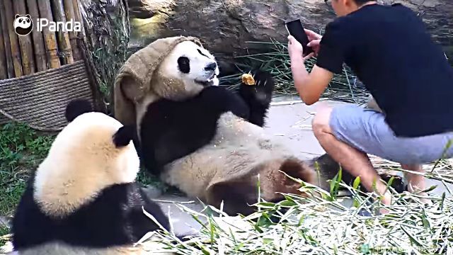 cutepandas7