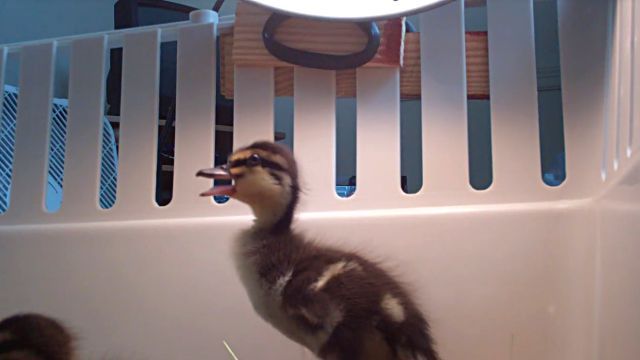 ducklings5