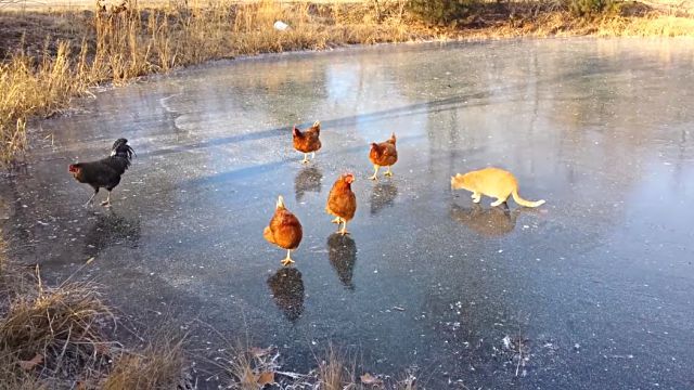 catnchiken3