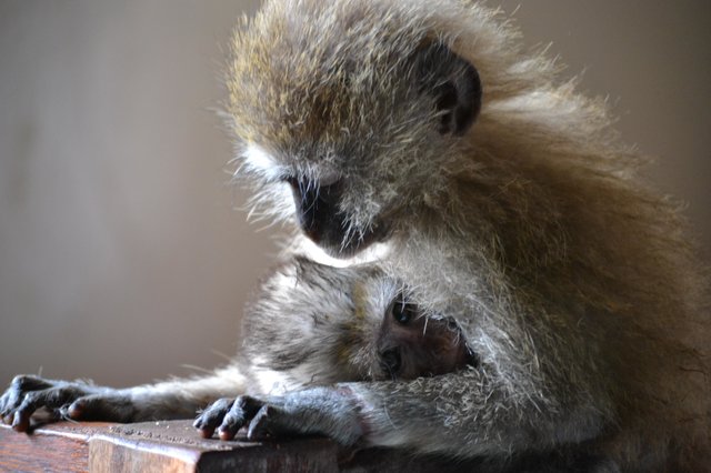 monkey-1
