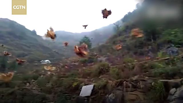 flyingchicken1