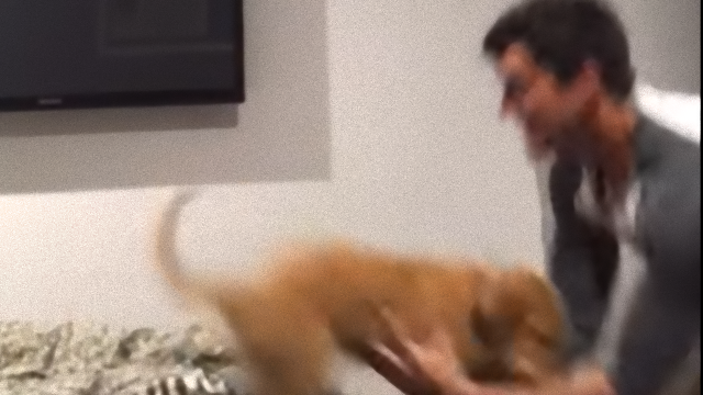 dog-3_e