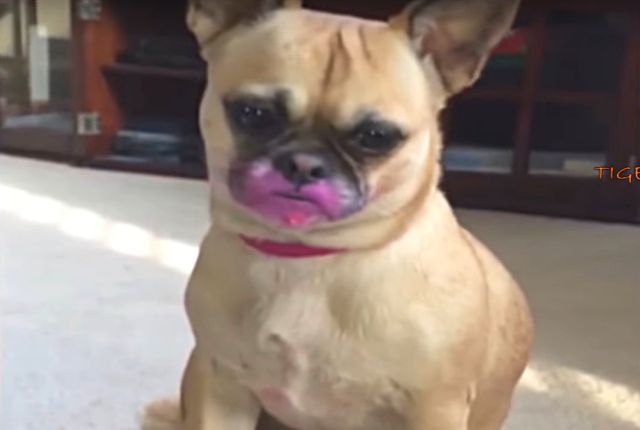 funnyanimals3