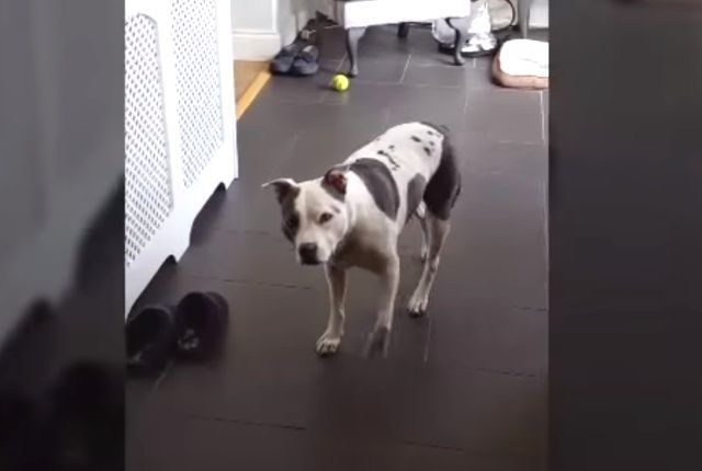 bdog3