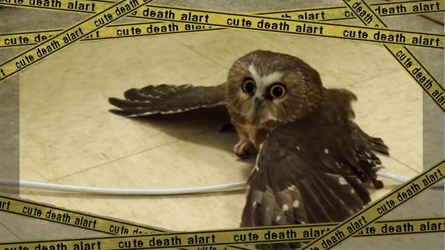 owl ok-frame