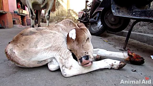 calf2