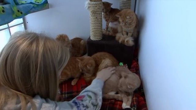 catsrescuedfromboxes7_e