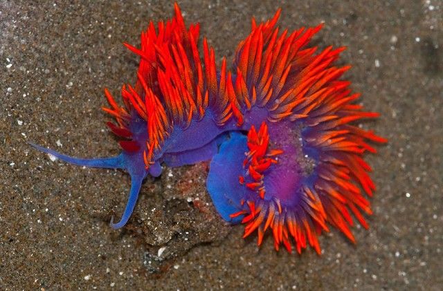 beautiful-unusual-sea-slugs-10__880_e