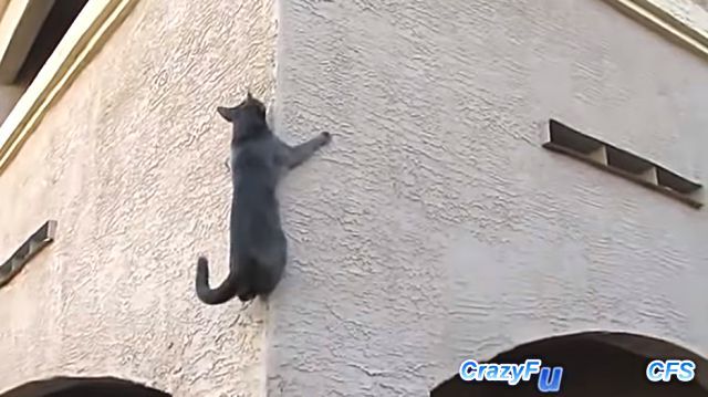 spidercat3