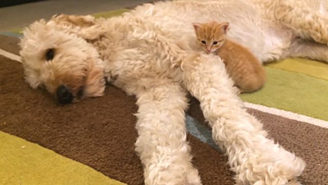 dogsmeetingkittens4