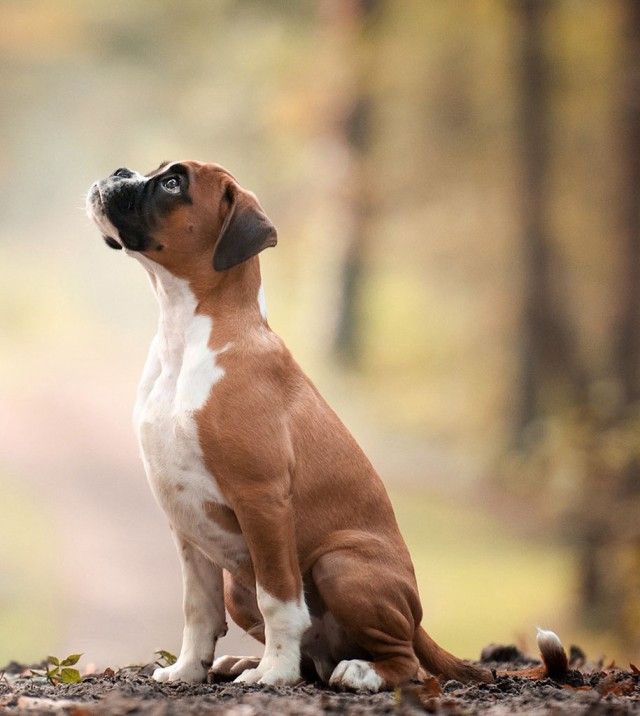 kennel-club-dog-photographer-competition-2017-19_e