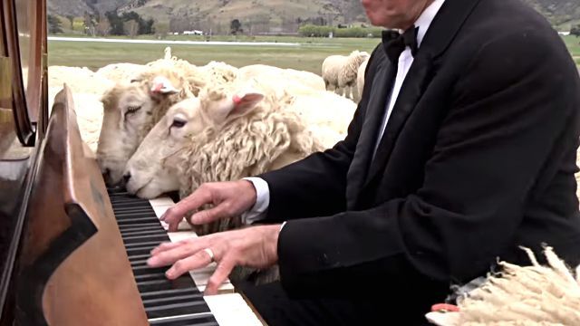 concertforthesheep3