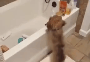 puppydoingcatsthing
