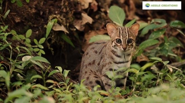 rustyspottedcat0_e
