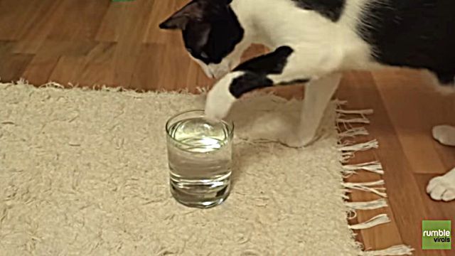 catnbubble4