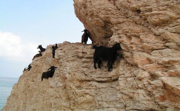 goat-10_e