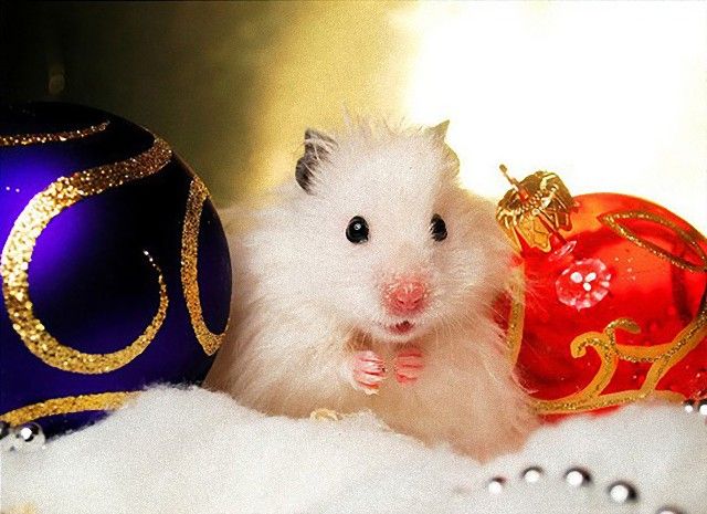 Juniorek-excited-about-Xmas-l_e