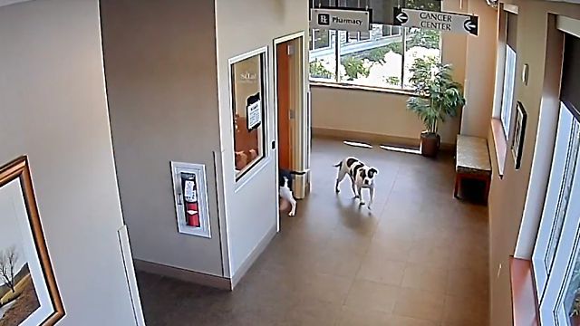 andersondogs3