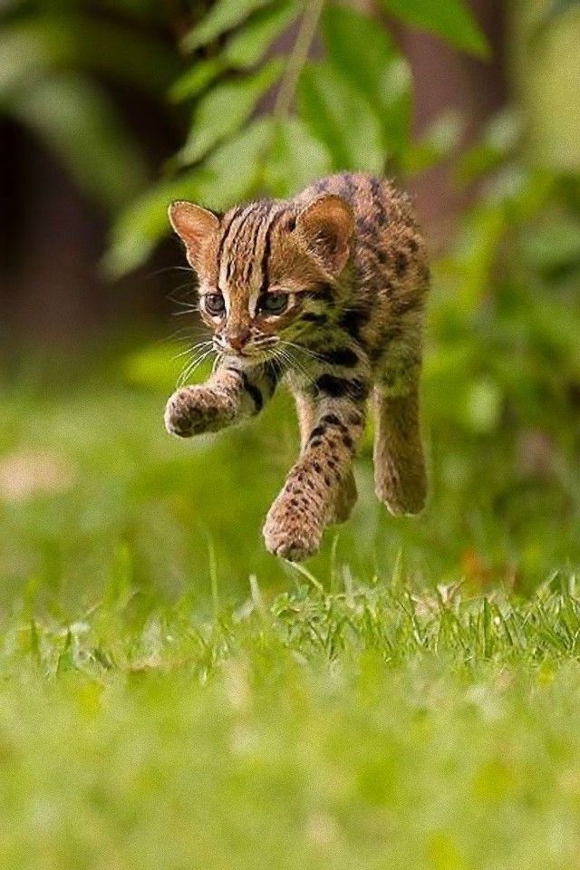 jump12_e