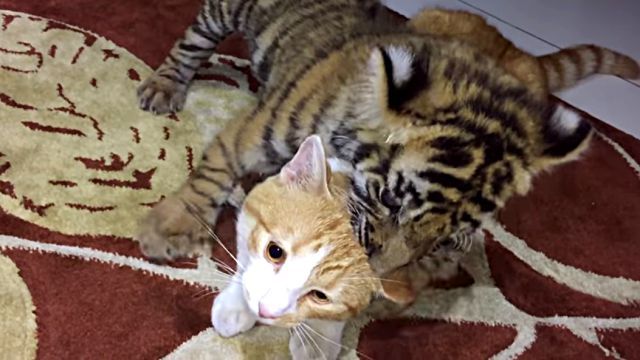 catntiger4