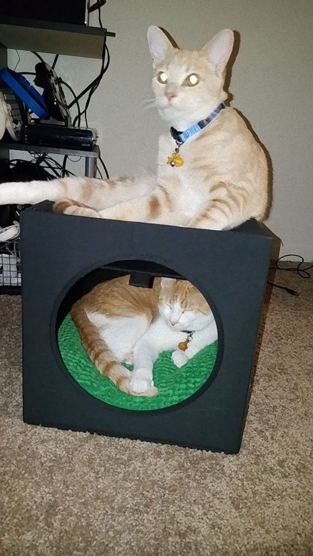 catsinbed2_e