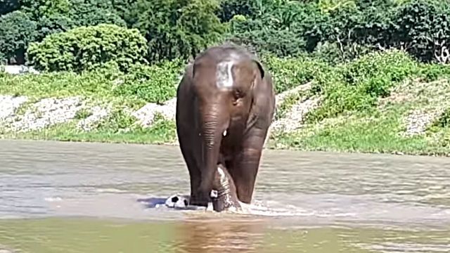elephantplayingball4