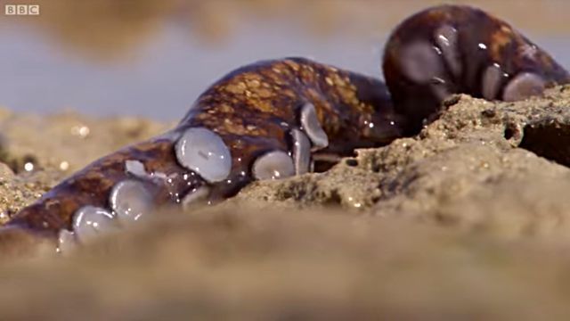 walkingoctopus4