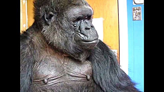 koko3