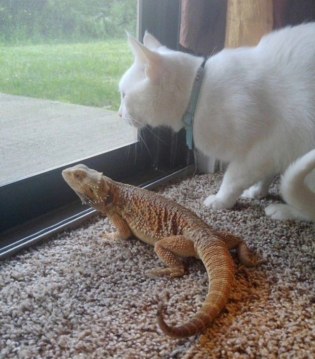 03-bearded-dragon-cat-friendship-664x756_e