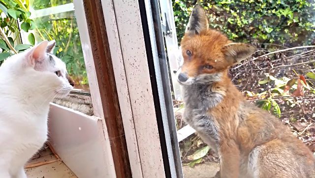 catnfox5