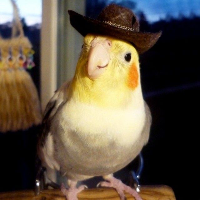 hat4_e
