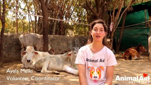 volunteeringatanimalaid11_e