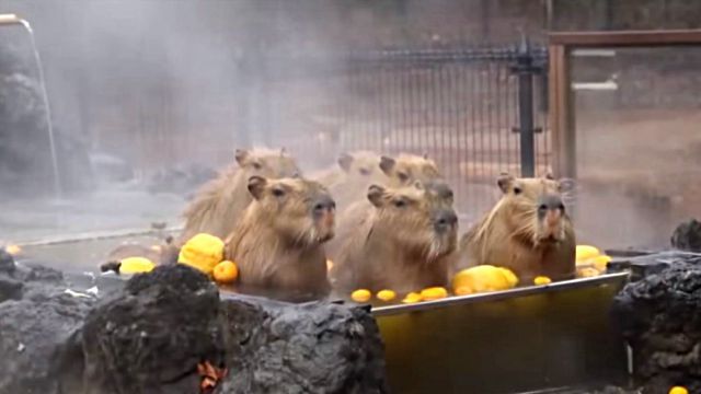capybaraspa3