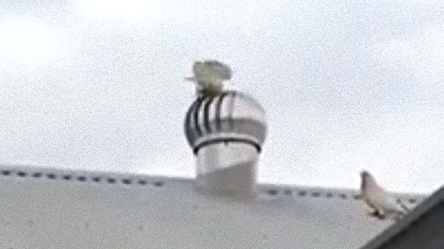 rooftop1_e