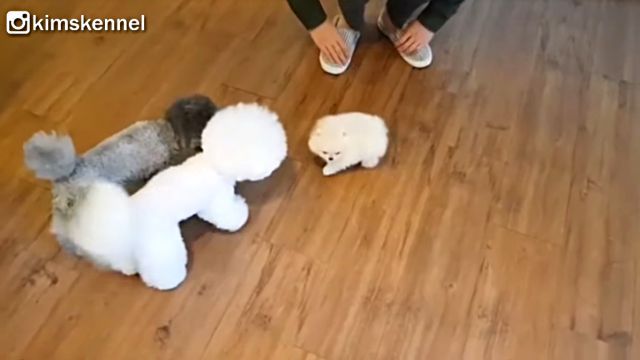 Pomeranian4