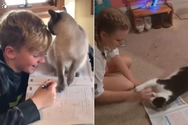catsannoyingkids4_e