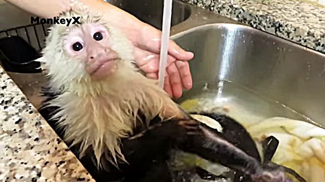 bathingmonkey4