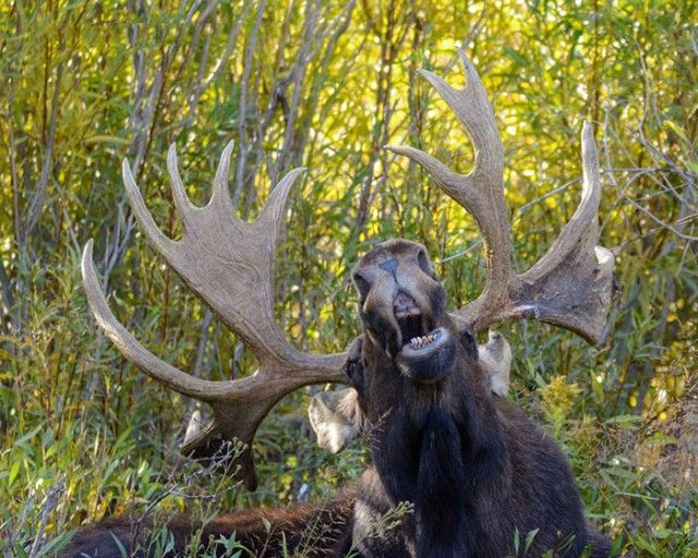 ComedyWildlifePhotoAwards2018 (2)