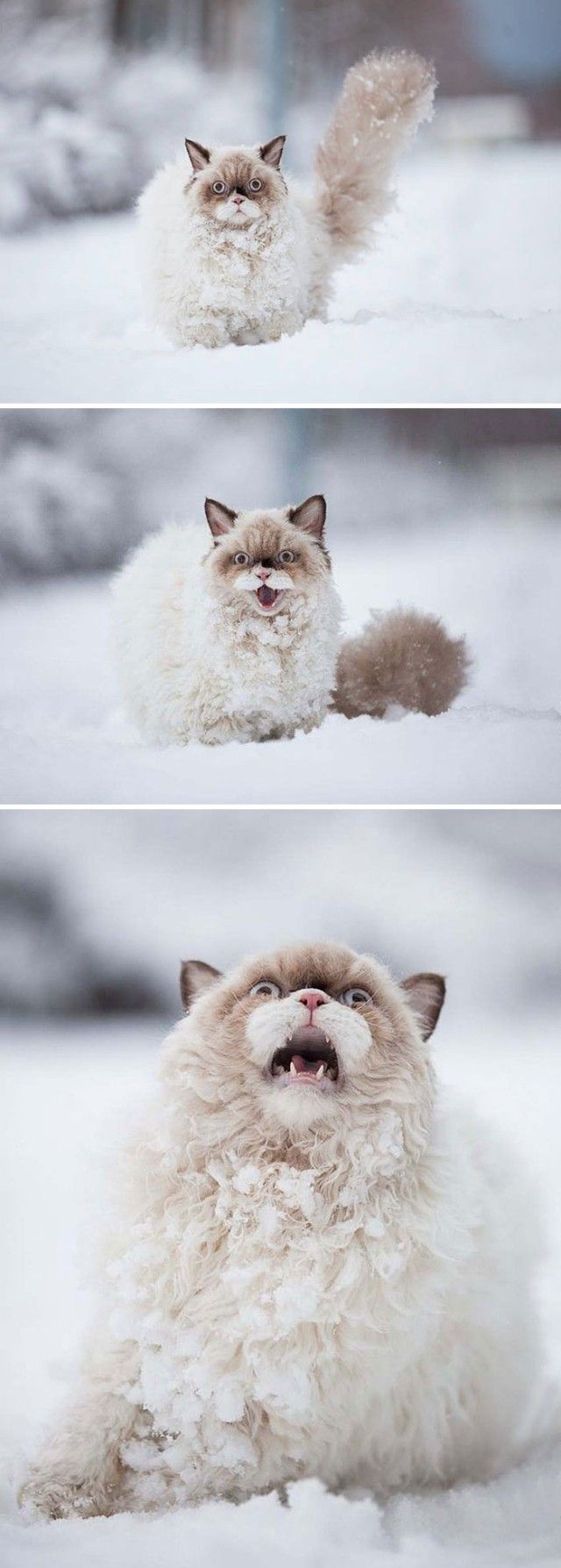 funny-animals-first-snow-cats-dogs2_e
