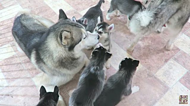 husky3