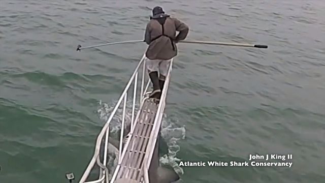 whitesharkbreach0