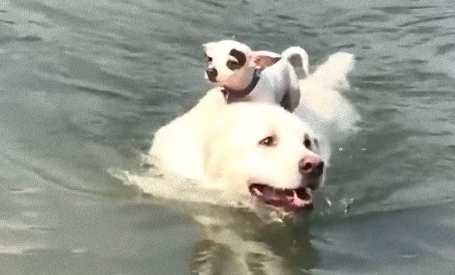 chihuahua3_e