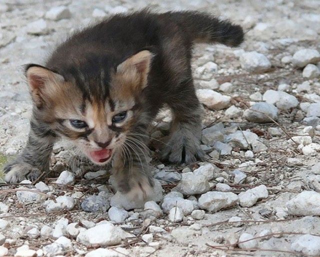 angry-kittens-107-591c15f2dbf00__700_e